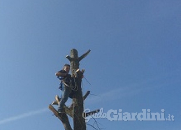 Taglio di un pino altezza 20 metri citta' di Treviso