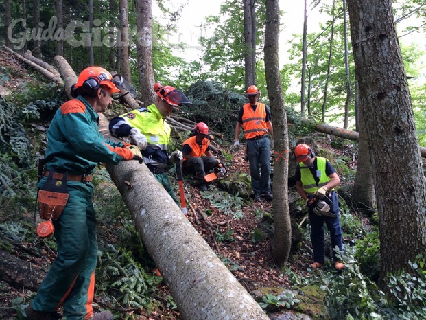 un momento durante un corso di formazione per operatori forestali
