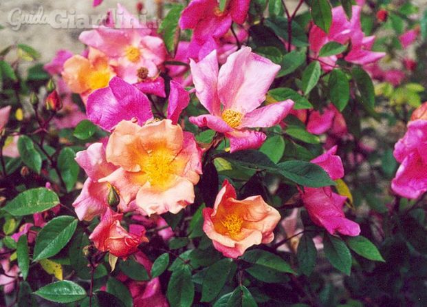 Rosa Mutabilis