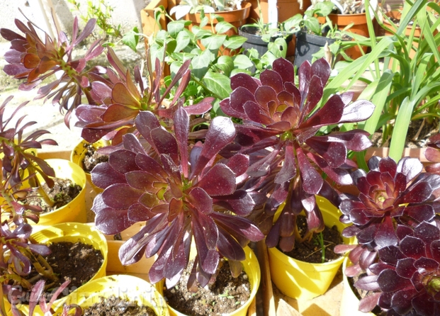 aeonium1