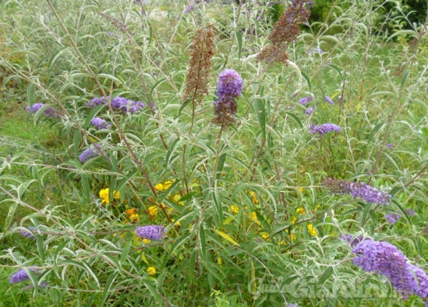 buddleje