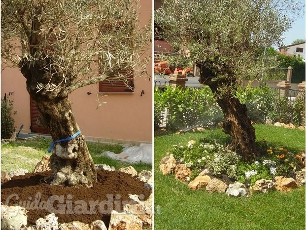 Ulivo secolare e irrigazione