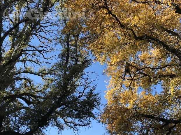 tree climbing siena 797.jpg