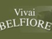 VIVAI BELFIORE