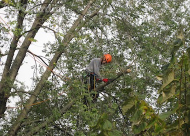 Tree climbing