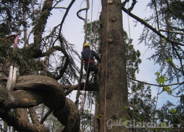 Tree climbing