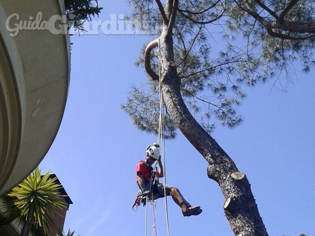 tree climbing