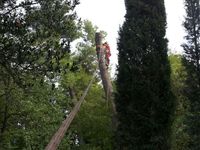 Verticalmente - Tree Climbing