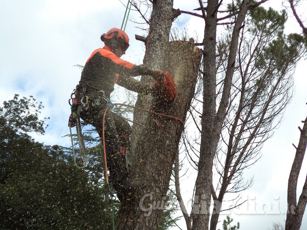 abbattimenti alberi bagno a Ripoli