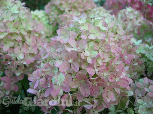 Hydrangea paniculata