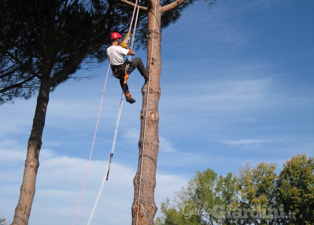 tree-climber 