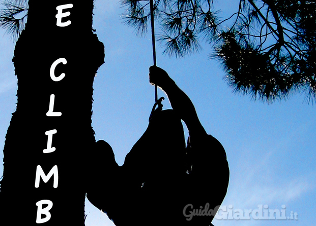 Tree-climbing 