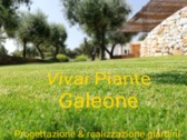 Vivai Piante Galeone