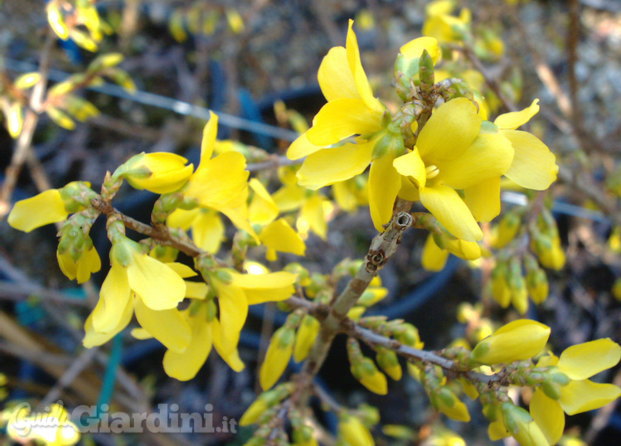 FORSYTHIA