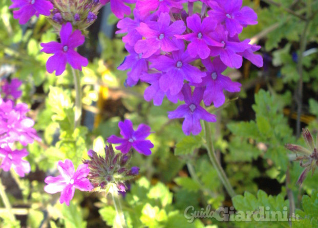 Verbena