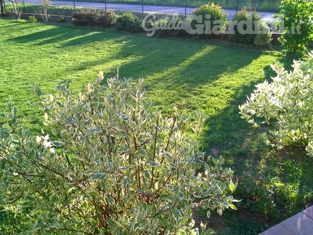 Realizzazione giardino