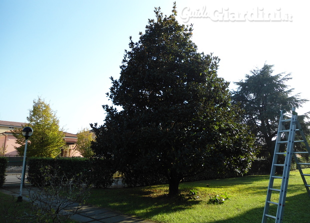 magnolia in lavorazione