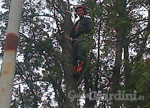 Tree climbing