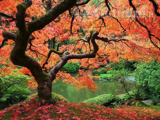 Acer palmatum 