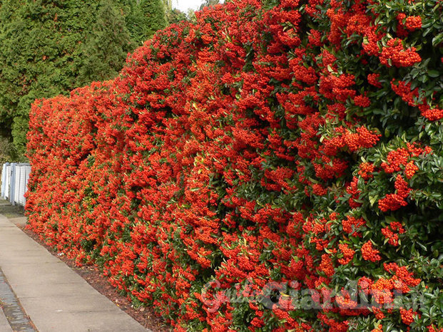 Pyracantha grande