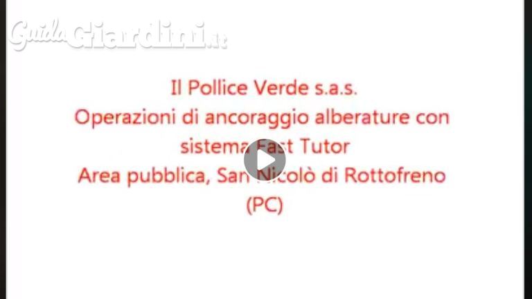 Ancoraggio alberi senza pali tutori