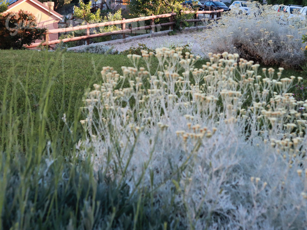Giardino mediterraneo
