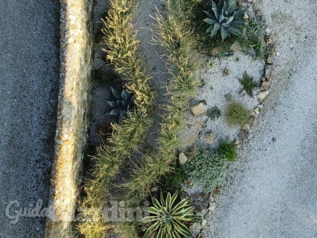 dry garden.jpg