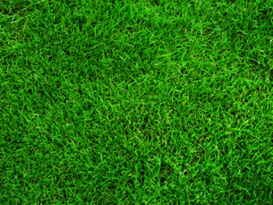 Verde Milano Servizi Per L'ambiente ti offre il 20% di sconto