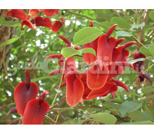 Albero Di Erythrina Crista-Galli Catalogo ~ ' ' ~ project.pro_name