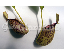 Nepenthes X Hookeriana Catalogo ~ ' ' ~ project.pro_name