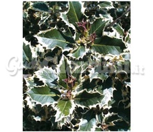 Pianta - Ilex Aquifolium 'Argentea Marginata' Catalogo ~ ' ' ~ project.pro_name