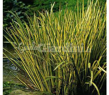 Pianta - Acorus Calamus 'Variegatus'