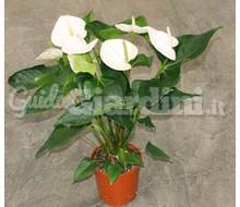 Anthurium Andreanum Sumi:  Catalogo ~ ' ' ~ project.pro_name