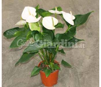 Anthurium Andreanum Sumi: 