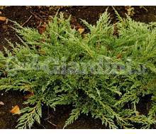 Pianta Conifera - Juniperus Horizontalis 'Prince Of Wales' Catalogo ~ ' ' ~ project.pro_name