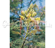 Caesalpinia Catalogo ~ ' ' ~ project.pro_name