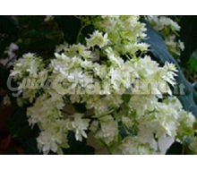 Pianta - Hydrangea Arborescens 'hayes Starburst'  Catalogo ~ ' ' ~ project.pro_name