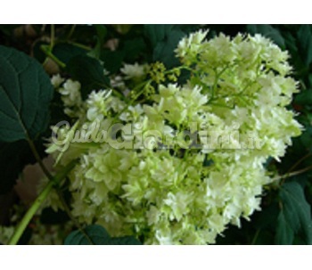 Pianta - Hydrangea Arborescens "Hayes Starburst" (1)