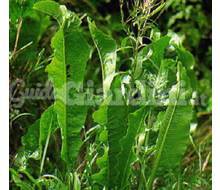 Pianta - Artemisia Dracunculus Catalogo ~ ' ' ~ project.pro_name