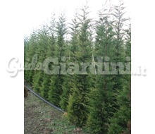 Piante Da Siepe: Cupressocyparis Leylandii Catalogo ~ ' ' ~ project.pro_name