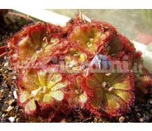 Drosera  1 Catalogo ~ ' ' ~ project.pro_name