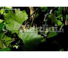 Cissus Capensis Catalogo ~ ' ' ~ project.pro_name