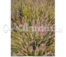 Pianta - Erica Carnea Catalogo ~ ' ' ~ project.pro_name