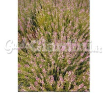 Pianta - Erica Carnea Catalogo ~ ' ' ~ project.pro_name