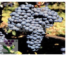 Varietà di vitigno - Dolcetto Cn 69 Catalogo ~ ' ' ~ project.pro_name