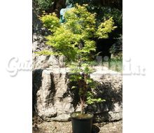 Pianta Di Acero Giapponese - Acer Palmatum Corallinum Catalogo ~ ' ' ~ project.pro_name