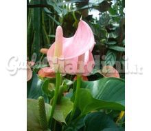 Anthurium Catalogo ~ ' ' ~ project.pro_name