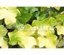 Hedera Helix 'Buttercup' Catalogo ~ ' ' ~ project.pro_name