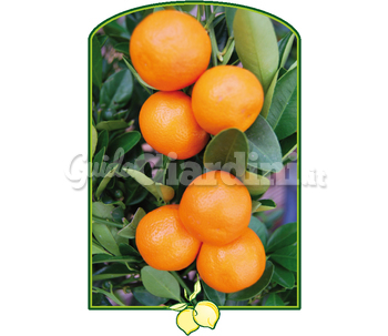 Calamondino - Pianta Decorativa