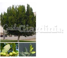 Ficus Nitida - Ficus Retusa Catalogo ~ ' ' ~ project.pro_name